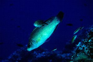 Tordo pavone (Symphodus tinca)