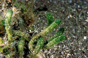 Alga a candelabro verde (Codium fragile)