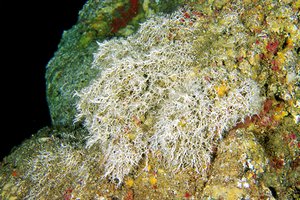 Policheti (Salmacina incrustans)