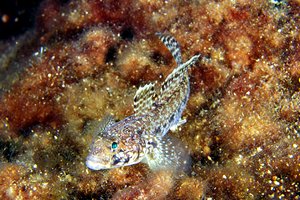 Ghiozzo geniporo (Gobius geniporus)