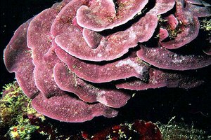 Alga calcarea (Lithophyllum stictaeforme)