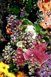 Madreporario (Caryophyllia inornata)
