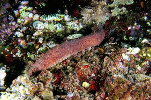 Oloturia (Holothuria tubulosa)