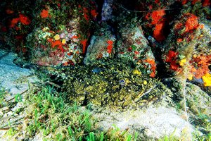 Rana pescatrice (Lophius piscatorius)