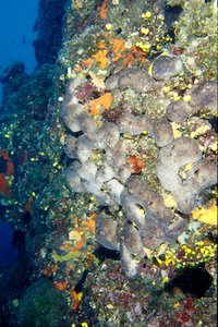 Spugna patata (Chondrosia reniformis)