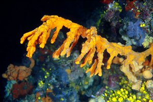 Spugna (Axinella polypoides)