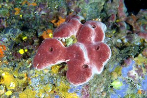 Spugna (Petrosia ficiformis)