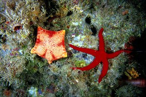 Stella (Sphaerodiscus placenta)