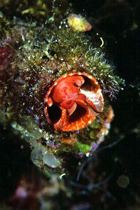 Vermetide grande (Serpulorbis arenaria)