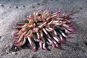 Attinia di rena (Condylactis aurantiaca)