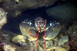 Astice (Homarus gammarus)