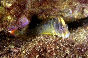 Bavosa pavone (Salaria pavo)