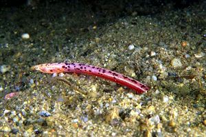 Biscia di mare cieca (Sphagebranchus caecus)