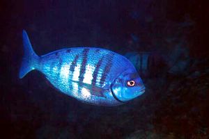 Tanuta (Spondyliosoma cantharus)