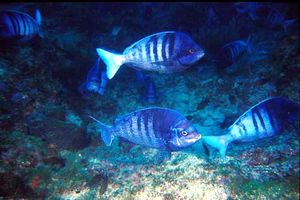 Tanuta (Spondyliosoma cantharus)