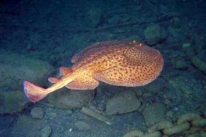 Torpedine marezzata (Torpedo marmorata)