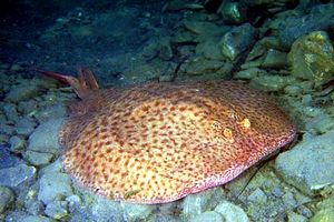 Torpedine marezzata (Torpedo marmorata)