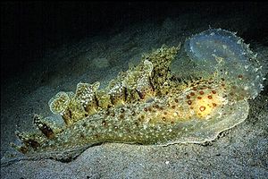 Malibe (Melibe fimbriata)