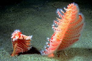 Pennatula rossa (Pennatula rubra)