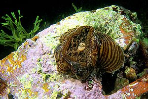 Anemone tigrato (Actinia cari)