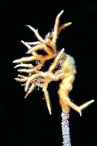 Briozoo (Schizobrachiella sanguinea)