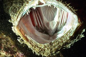 Rana pescatrice (Lophius piscatorius)