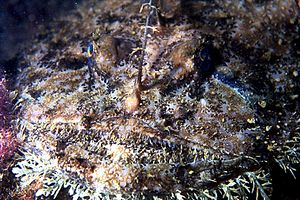 Rana pescatrice (Lophius piscatorius)