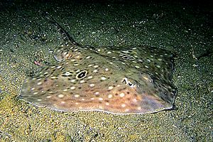 Razza Polistimma (Raja polystigma)