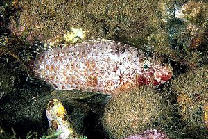 Pesce pappagallo (Sparisoma cretense)