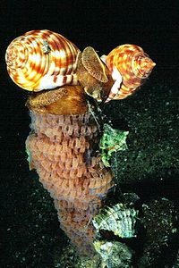 Casside (Phalium granulatum)