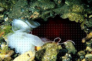 Lumacone tartaruga (Pleurobranchus testudinarius)