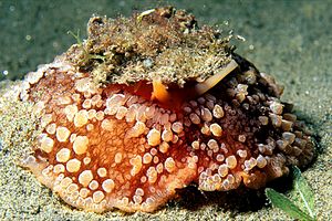 Lumaca ad ombrello (Umbraculum umbraculum)