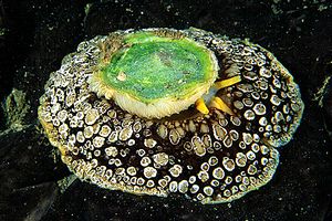 Lumaca ad ombrello (Umbraculum umbraculum)