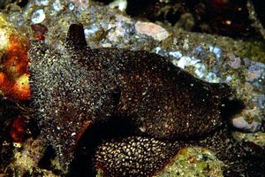 Pleurobranchea (Pleurobranchaea meckelii)