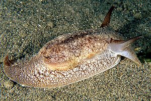 Pleurobranchea (Pleurobranchaea meckelii)