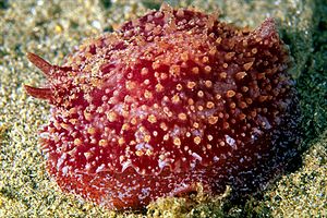 Pleurobranco membranoso (Pleurobranchus membranaceus)