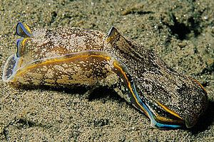 Aglaja depicta (Aglaja depicta)