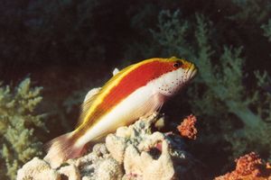 Pesce falco (Paracirrhites forsteri)