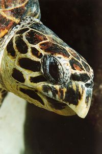 Tartaruga (Eretmochelys imbricata)