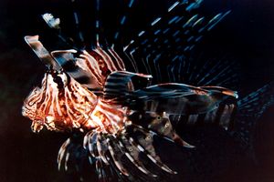 Pesce cobra (Pterois miles)