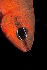 Re di triglie (Apogon imberbis)