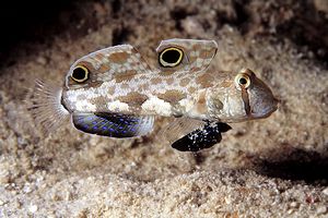 Ghiozzo biocellato (Signigobius biocellatus)