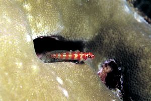 Gobide (Bryanopsis n.d.)