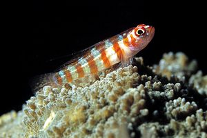 Gobide (Bryanopsis n.d.)