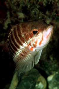 Perchia (Serranus cabrilla)