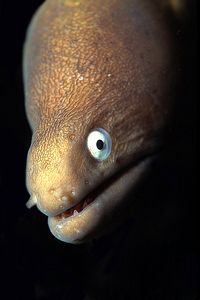 Murena dagli occhi grandi (Siderea thyrsoidea)