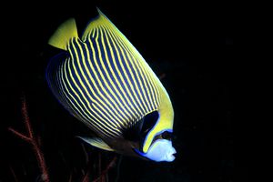 Pesce angelo imperatore (Pomacanthus imperator)