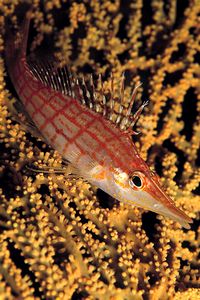 Pesce falco muso lungo (Oxycirrhites typus)