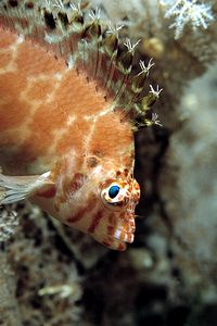 Pesce falco folletto (Cirrhitichthys oxycephalus)