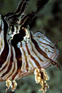 Pesce cobra (Pterois miles)
